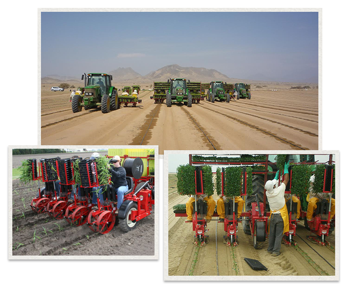 three separate images of the Mechanical Transplanter transplanting plants